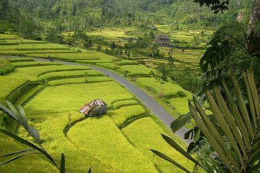 jatiluwih rice terraces bali